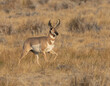 pronghorn, antelope