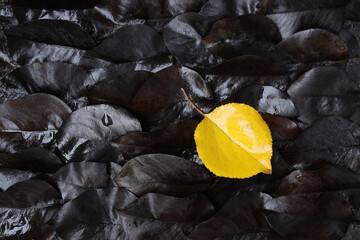 Wall Mural - Lonely bright yellow leaf on background of fallen dark foliage. Concept of individuality and uncommonness or life time  of something.