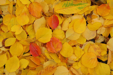 Wall Mural - Natural autumn background of fallen yellow foliage top view. 