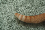 Ogoń kota na bladozielonym dywanie