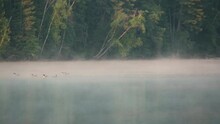 A Few Loons Drift From Right To Left On A Still Lake Surface While Early Morning Mist Drifts From Left To Right. The Trees On The Far Shore Are Reflected In The Still Water.  