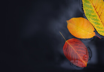 Wall Mural - Fallen bright autumn leaves in dark puddle. Top view of flat lay composition in water. Close-up on natural background.