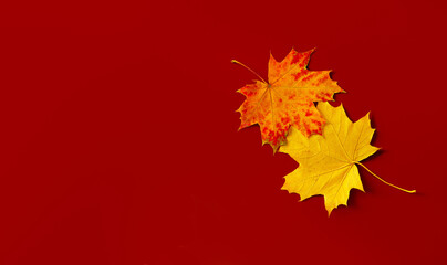 Wall Mural - Top view minimalistic composition of autumn maple leaves on red background with copy space for fall season concept.
