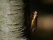 Large Periodical Cicada on a Tree Branch, Brood X Cicada Close Up