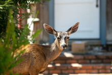A Mule Deer In A Residential Neighborhood Waiting To Be Fed By The People Living There