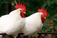 Two Roosters With Red Combs Are Sitting On The Fence