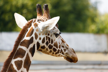 Canvas Print - artiodactyl mammal from the giraffe family. giraffes head close-up