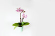 White-pink orchid flower in a pot on a white background isolated close-up