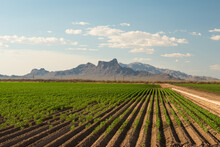Farm Agriculture Field With Picacho Peak In Distance, Tucson Arizona
