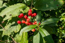 Closeup Shot Of Red Berries On A Shrub Under The Sunlight
