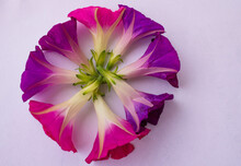 Circle Made Of  Purple And Pink Morning Glory Flowers On A Light Pink  Background