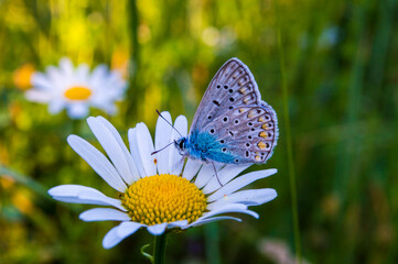 butterfly on flower