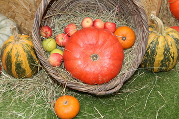 Wall Mural - Decorative pumpkins, Halloween decor in Moscow city. Harvest, garden decoration in GUM, Moscow city. Shop ornament with gourd, orange pumpkin. Halloween pumpkin. Pumpkin decor. Many Halloween pumpkins