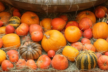 Wall Mural - Decorative pumpkins, Halloween decor in Moscow city. Harvest, garden decoration in GUM, Moscow city. Shop ornament with gourd, orange pumpkin. Halloween pumpkin. Pumpkin decor. Many Halloween pumpkins