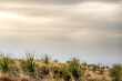 Light and Clouds Over Yucca Plants in Big Bend