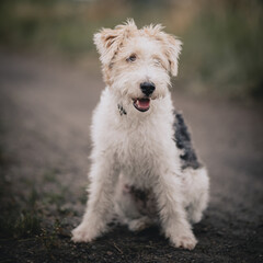  Szczęśliwy Pies Foksterier