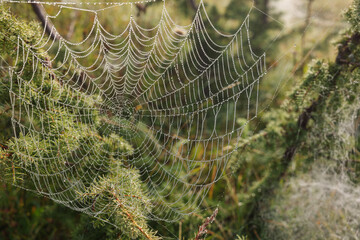 Wall Mural - closeup view of spider web with dew drops on plants outdoors