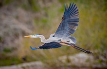 Great Blue Heron Takes Flight With Wings Wide In Florida
