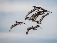 Seven Brown Pelicans Fly Overhead In North Carolina