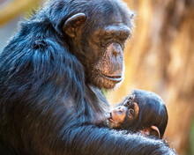 Portrait Of A Chimpanzee Mother Feeding Her Baby