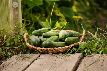 Wall Mural - Freshly harvested young cucumbers in a wicker basket near the greenhouse entrance. Growing natural and healthy vegetables. Country life. Healthy lifestyle.