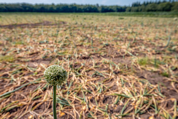 Poster - Large Dutch field with harvest-ripe onions in summertime. The leaves of almost all onion plants are broken to promote the ripening of the bulbs. But one onion plant in the did manage to flower.