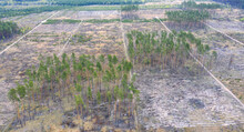 Deforestation. A Large Area Of Greenery Was Destroyed For Industrial Purposes. View From The Air