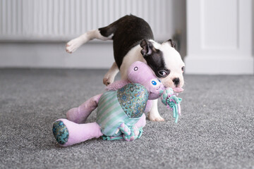 Wall Mural - A very young Boston Terrier puppy jumping whilst playing throwing her back legs in the air. She has a soft toy in her mouth. She is indoors on carpet.