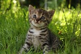 Fototapeta Koty - little tabby kitten in the grass