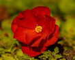 the red flower in the garden