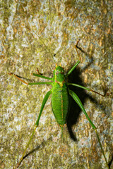 Poster - A short-winged conehead