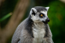 Close Up Of A Lemur