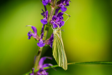 Poster - A green-veined white foraging in a meadow