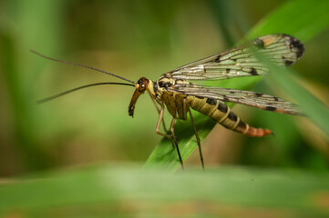 Wall Mural - A scorpion fly in a meadow when the weather is nice