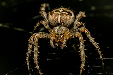 A garden spider sits in its web and waits for a prey.