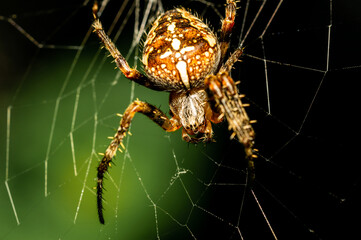 A garden spider sits in its web and waits for a prey.