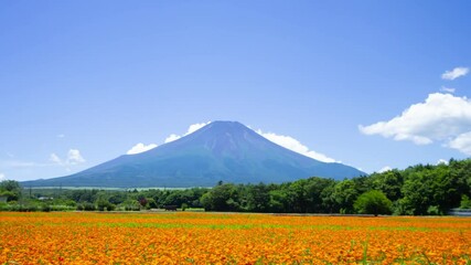 Wall Mural - 富士山と花畑　タイムラプス　黄花コスモス