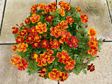 French Marigold - Also Called Tagetes - Orange Flowers On A Balcony Grown As Hobby Gardening. Selective Focus