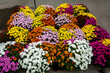 Chrysanthèmes, fleurs de la Toussaint
Commémoration des défunts