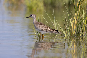lesser yellowlegs