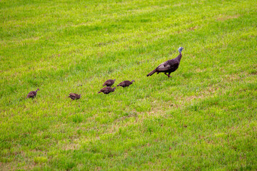 Family of Wisconsin wild turkeys (meleagris gallopavo) in September