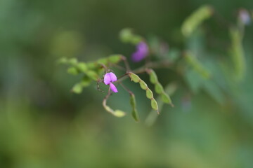 Poster - Narrow leaved vetch. Fabaceae annual vine plants.