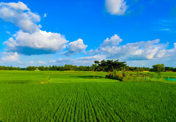  Paddy field with cloudy sky