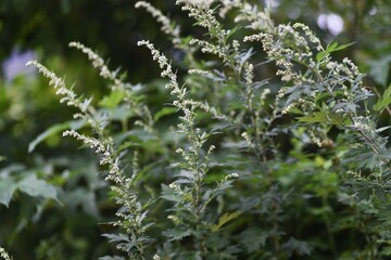 Poster - Japanese mugwort flowers. Asteraceae perennial grass. Wild vegetables and herbal medicine material.