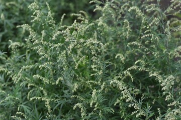 Sticker - Japanese mugwort flowers. Asteraceae perennial grass. Wild vegetables and herbal medicine material.