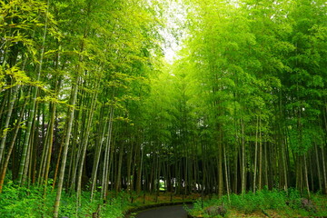  Green Bamboo Forest in Japan - 竹林 日本	