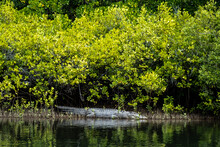 A Large 5 Metre Saltwater Crocodile In The Daintree Rainforest, Cape Tribulation, Australia. It Is At Cooper Creek Resting On The Bank. 