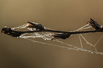 Wall Mural - Close-up of a dry plant with cobwebs covered in dew.
