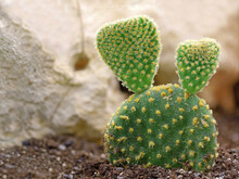 Small Opuntia Microdasys, Bunny Ears Cactus, Planted In Open Ground Near A Stone Wall, With Copy Space