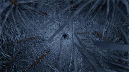 Wall Mural - new year and christmas 2025. background. the camera moves among the blue frozen branches of a fir tr